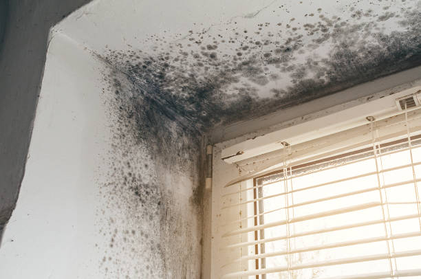 Affordable Mold Removal solutions in Chelsea, MI